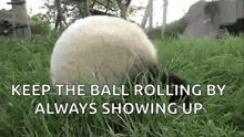 Rolling Pads GIF
