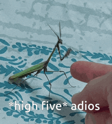 Mantis Praying Mantis GIF - Mantis Praying Mantis High Five GIFs