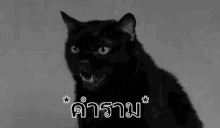 แมวดำ คำราม GIF - Black Cat Roar Roaring GIFs