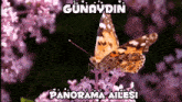 a butterfly is sitting on a flower with the words panorama ailesi written above it