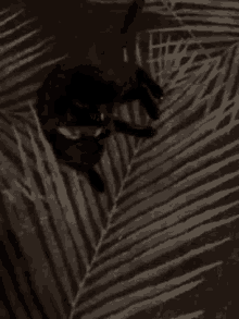 Meow Dark GIF - Meow Dark Black Cat GIFs