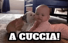 Cuccia A Cuccia Cane Cucciolo Bimbo Bambino Neonato Baci Bacetti Vai A Cuccia Basta Fermo GIF