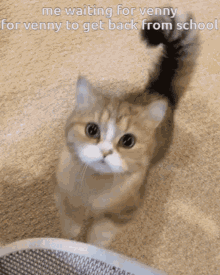 Cat Cat Stare GIF