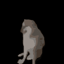 Cachorro Dog GIF - Cachorro Dog Puppy GIFs