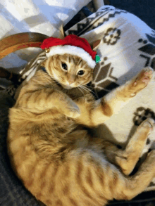 a cat wearing a santa hat with bells on it