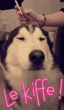 nooka kiffe dog head massage chien