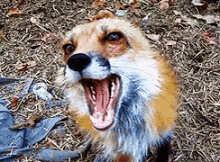 ron ronron fox petfox redfox