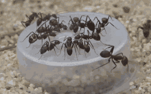 Camponotus Nicobarensis Camponotus GIF - Camponotus Nicobarensis Camponotus Nicobarensis GIFs