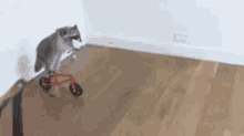 The Most Talented Raccoon In The World GIF