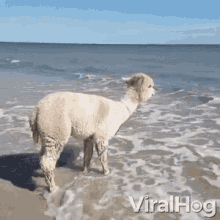 alpaca happy beach jump dance