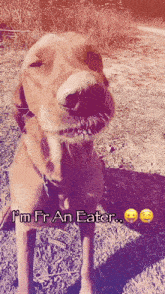 Freaky Dog Im Fr An Eater GIF