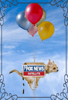 Fox News GIF - Fox News GIFs