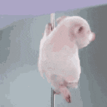 a pig is standing on a pole and looking at the camera .