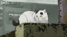 a black and white cat is laying on a concrete ledge with the words [ as ] visible in the corner