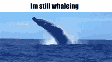 Fish Pun Funny Whale Waiting Still GIF - Fish Pun Funny Whale Waiting Still GIFs