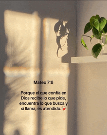 a picture of a plant on a shelf with the words mateo 7 8 on it