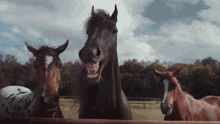 horses laughing laugh laughter horse