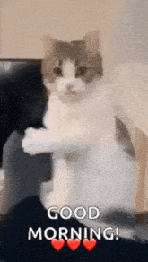 a cat is standing on its hind legs with its paws up and says `` good morning '' .
