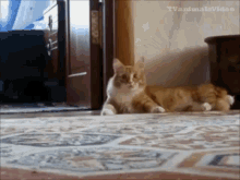 The Kitty Getaway GIF - Cat Funny Scared GIFs