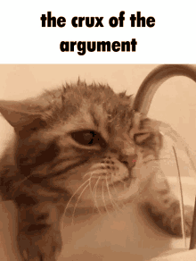 The Crux Of The Argument Cat GIF - The Crux Of The Argument Cat Water GIFs