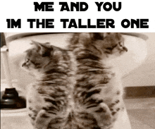 two kittens standing next to each other with the caption " me and you im the taller one " on the bottom