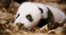 Sleeping Panda GIF - Sleeping Panda Adorable GIFs