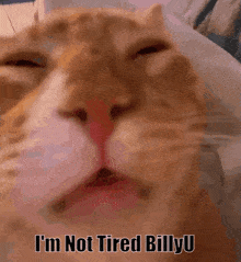 I'M Not Tired Billyu Cat Billyu GIF - I'M Not Tired Billyu Billyu Billy GIFs