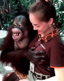 Orangutan Monkey GIF - Orangutan Monkey Boobs GIFs