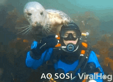 Seal Otter GIF - Seal Otter Disturbed GIFs