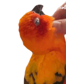 massage parrot bird cuddle hug