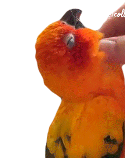 Massage Parrot Sticker - Massage Parrot Bird Stickers