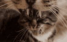Cat Endless GIF - Cat Endless Trippy GIFs
