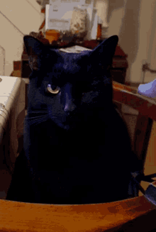 Wink Cat GIF - Wink Cat Black Cat GIFs