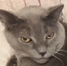 a close up of a gray cat 's face with yellow eyes looking at the camera .