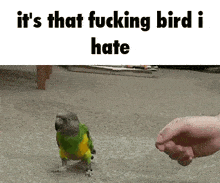 Bird Hate GIF