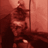 a cat is standing on its hind legs in a room