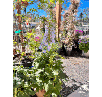 a potted plant with white flowers and green leaves in a garden
