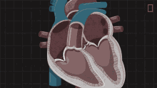 Heart Valves National Geographic GIF - Heart Valves National Geographic Heart GIFs