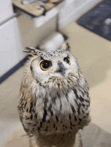 Owl No GIF - Owl No Head Shake GIFs