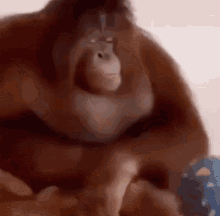 monkey orangutan ranga ball monkey ball