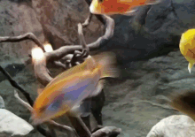 a group of fish are swimming around a rock in a tank .