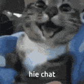 Cat Hi Chat GIF - Cat Hi Chat Hello Chat GIFs