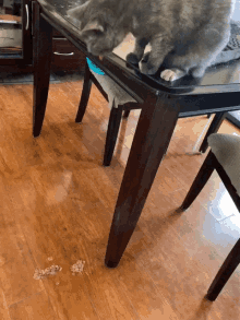 Cat Throwingup GIF - Cat Throwingup Catvomit GIFs