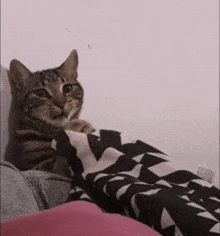 Surprised Cat Shocked GIF - Surprised Cat Shocked Cute Cats GIFs