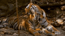 Bathtime Searching For The Tigress GIF - Bathtime Searching For The Tigress Secret Life Of Tigers GIFs