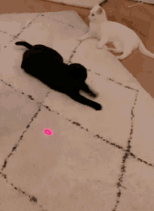 Chase Cat Chase GIF - Chase Cat Chase Laser GIFs