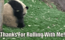 Thanks For Rolling With Me Panda GIF - Thanks For Rolling With Me Panda Summer Salts GIFs