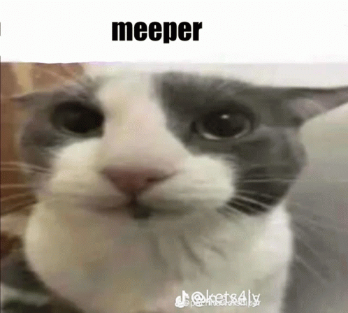 Meeper GIF - Meeper - Discover & Share GIFs