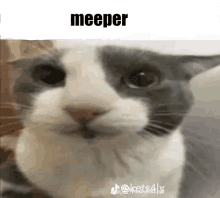 Meeper GIF - Meeper GIFs