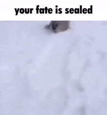 Your Fate Is Sealed Shrimple GIF - Your Fate Is Sealed Seal Shrimple GIFs